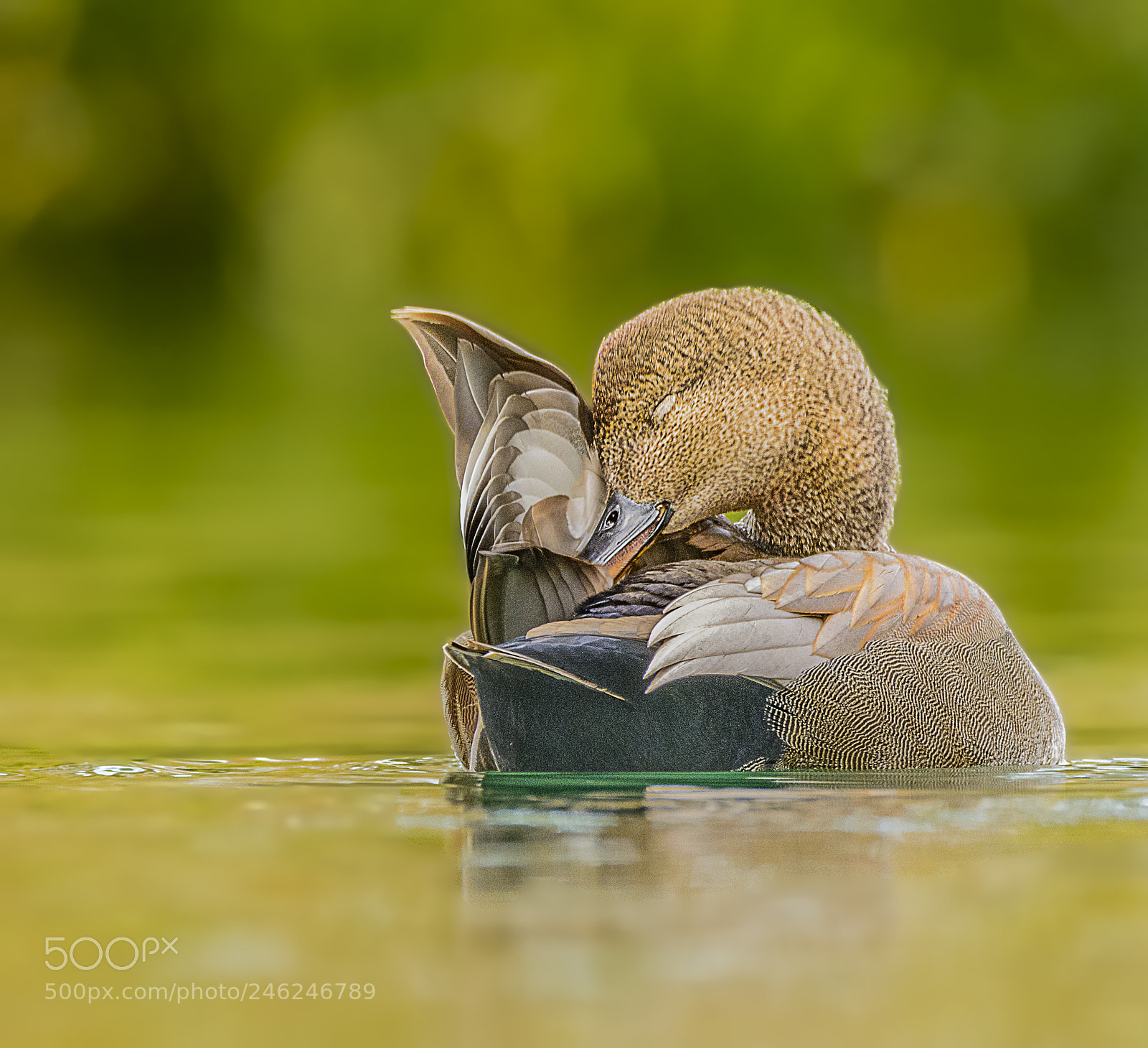 Nikon D7100 sample photo. Gadwall duck preening photography