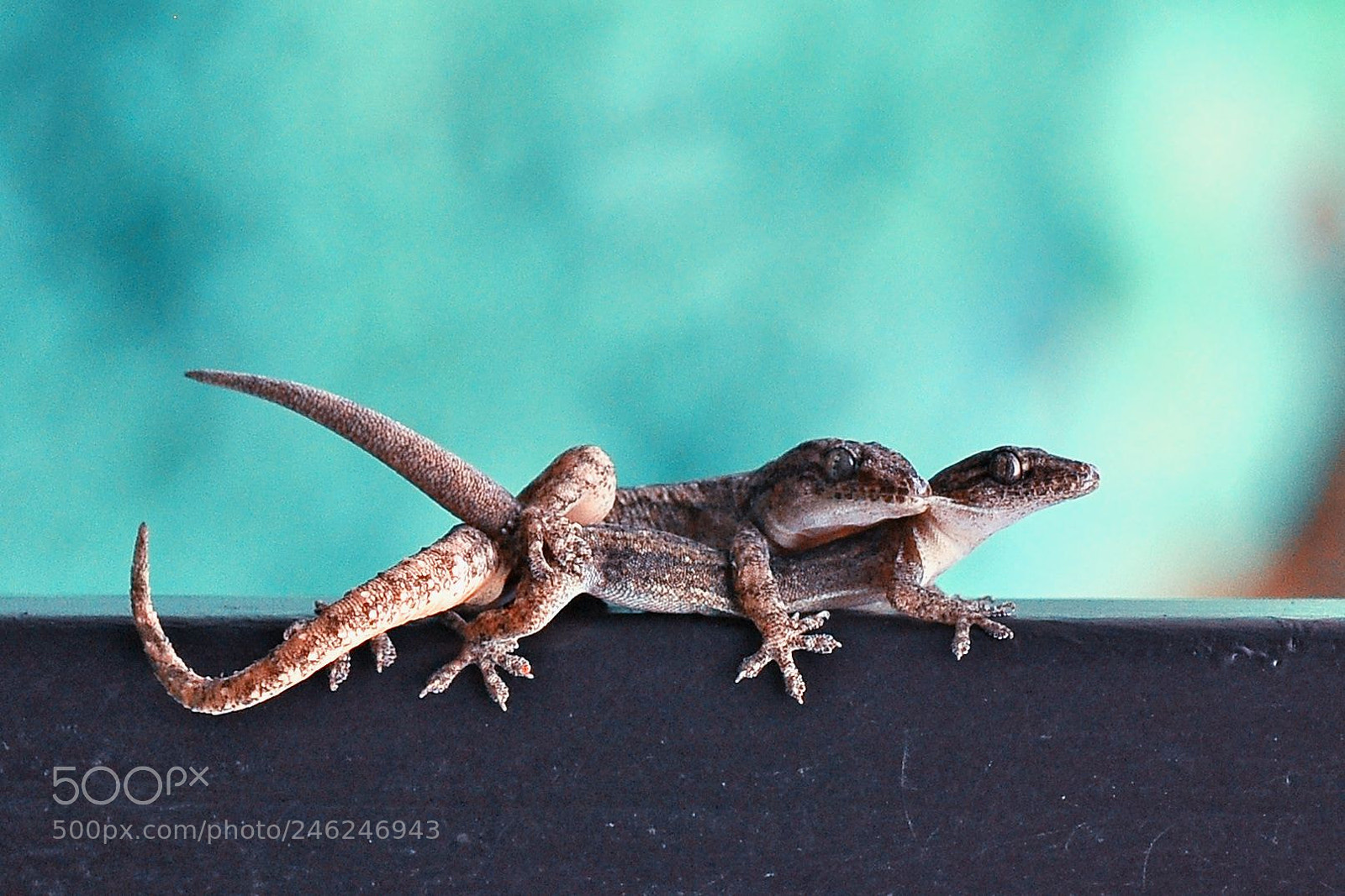 Nikon D5000 sample photo. Matting photography