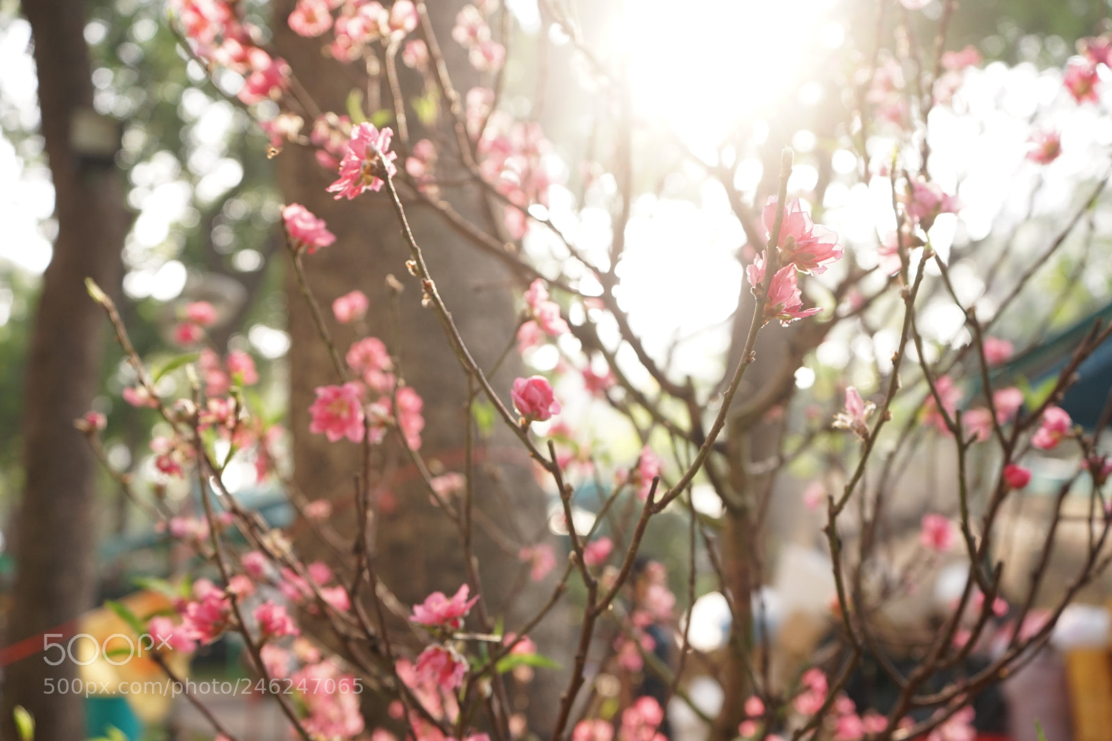 Sony a7 II sample photo. Dsc photography