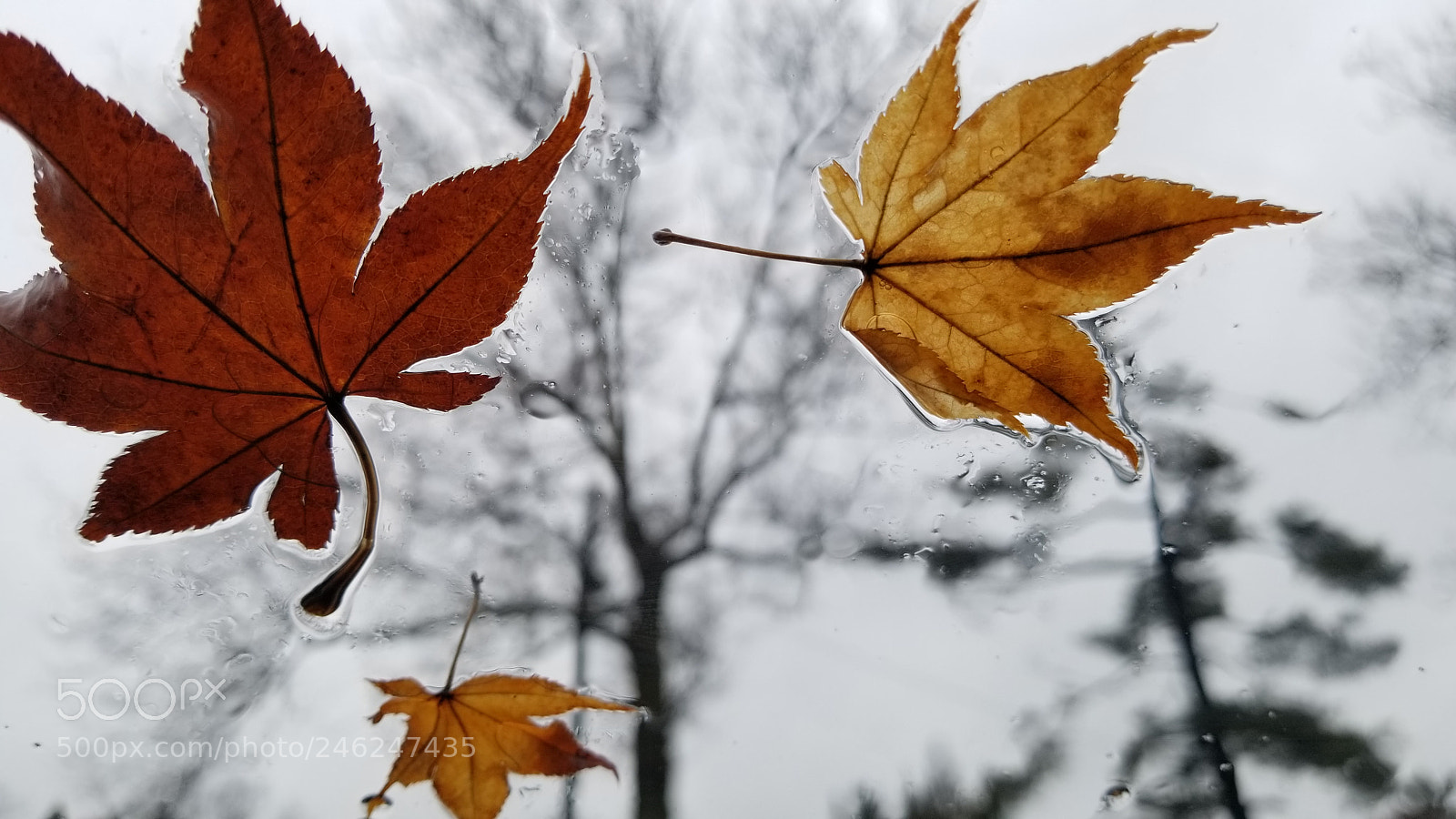 Samsung Galaxy S8 sample photo. Rainy day whispers photography