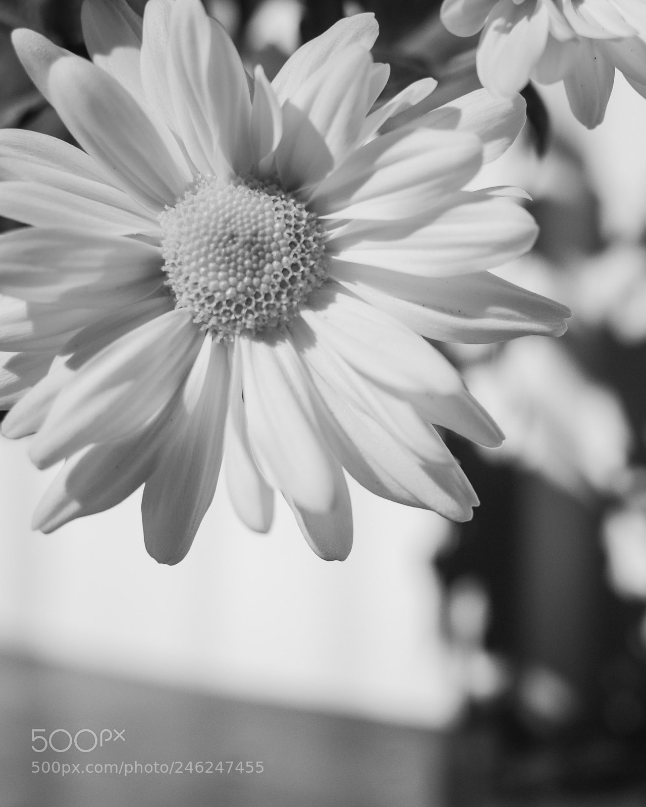 Nikon D3100 sample photo. Fresh photography