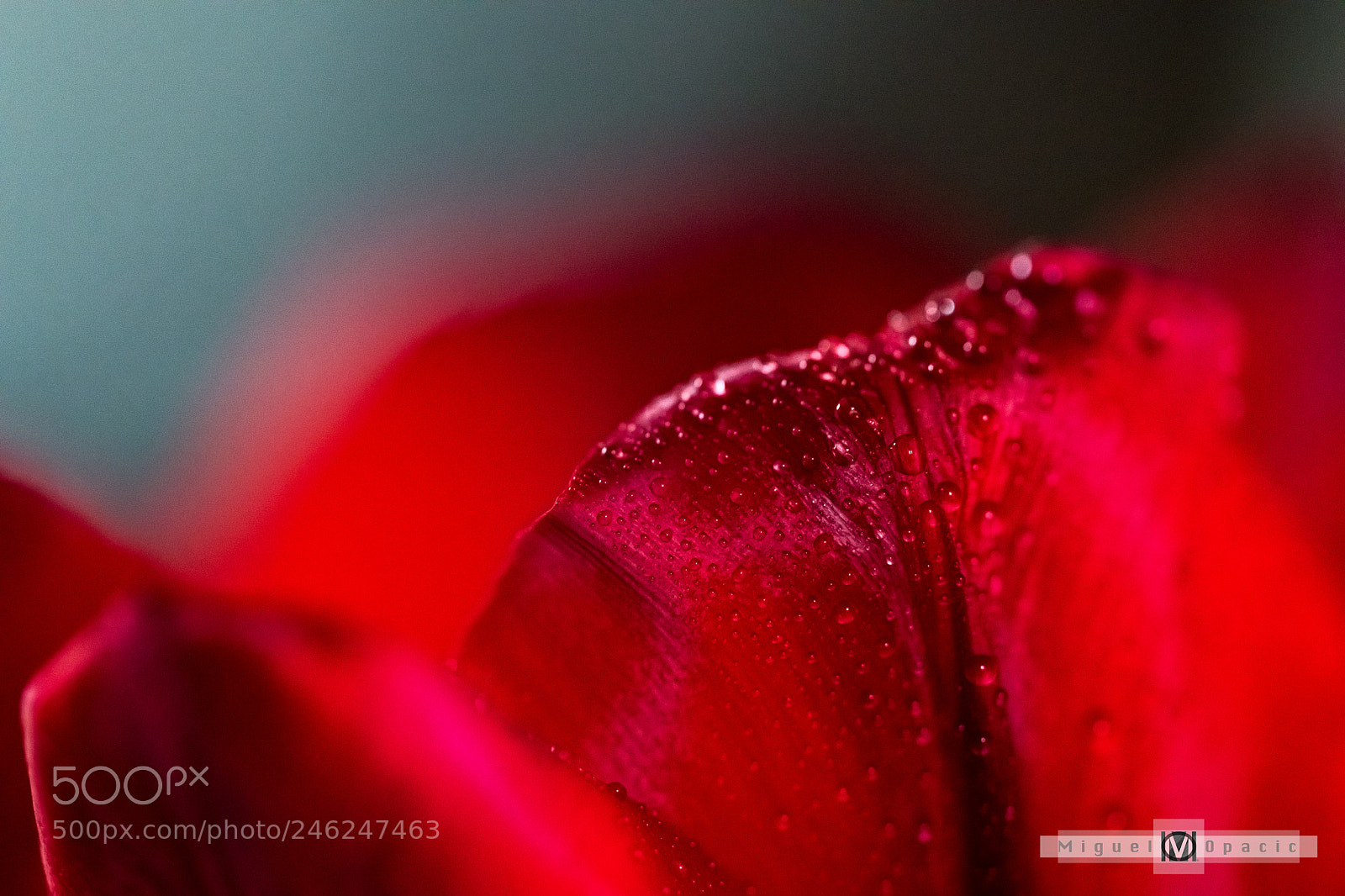 Nikon D850 sample photo. Tulip photography