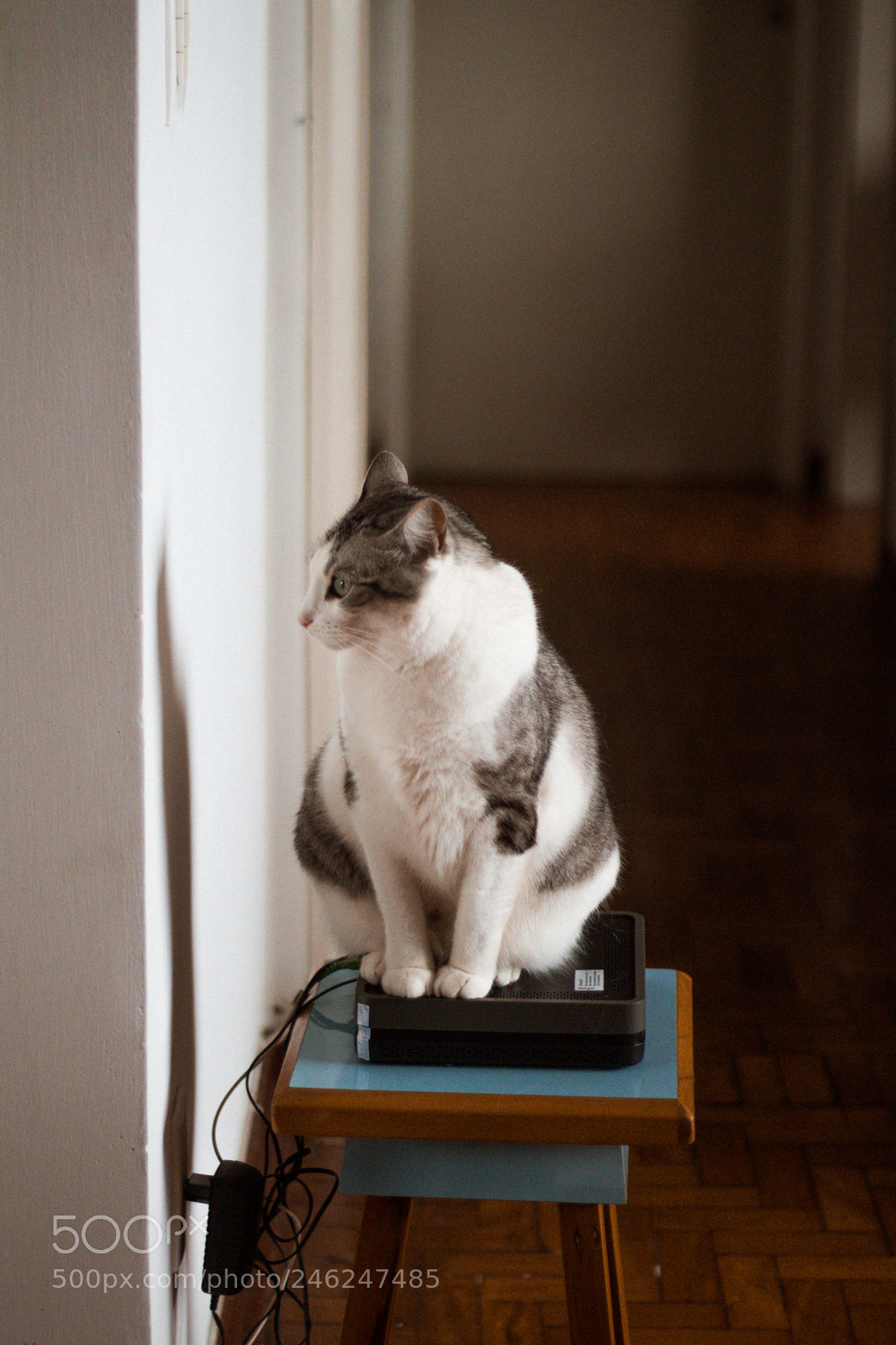 Canon EOS 600D (Rebel EOS T3i / EOS Kiss X5) sample photo. @isasldnh photography