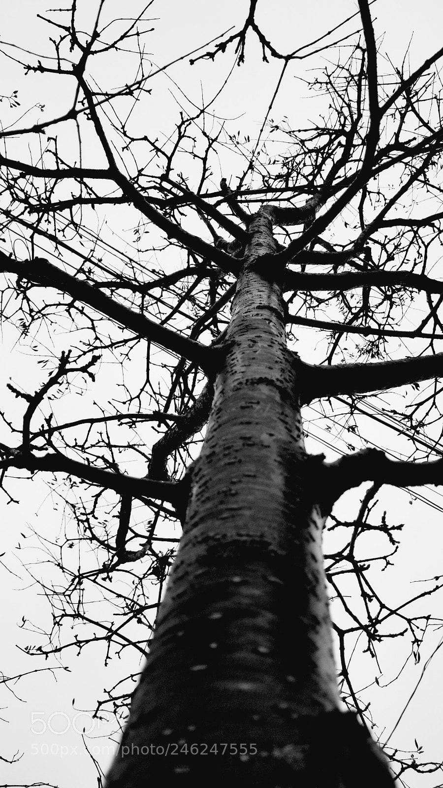 Samsung Galaxy S8 sample photo. Earth's vascular sysrem photography
