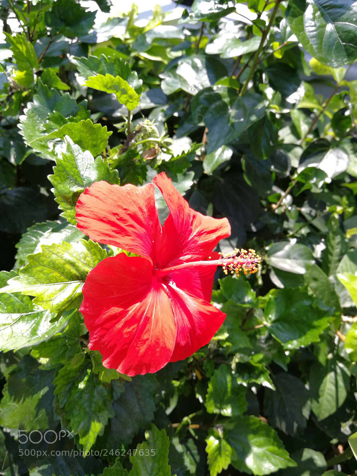 HUAWEI P10 sample photo. Untitled photography