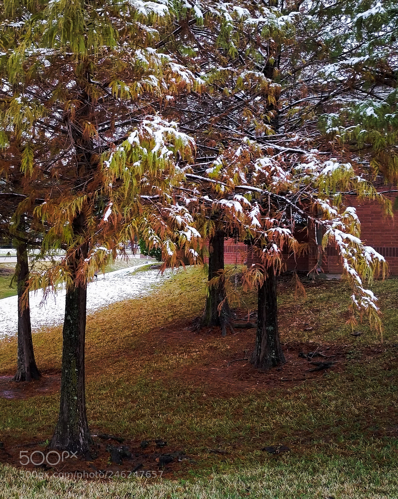 Samsung Galaxy S5 sample photo. Autumn snow photography