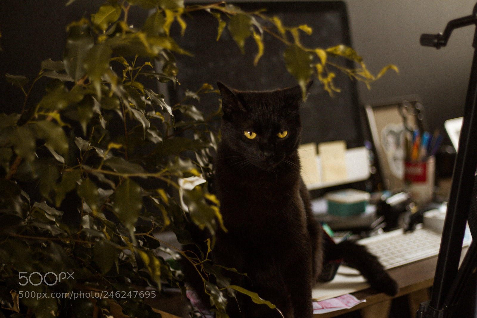 Canon EOS 600D (Rebel EOS T3i / EOS Kiss X5) sample photo. @isasldnh photography