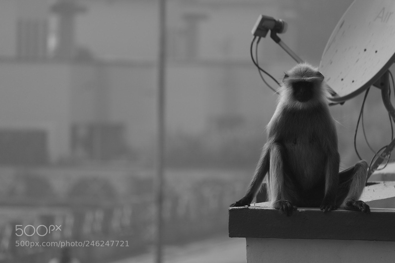 Canon EF-S 55-250mm F4-5.6 IS II sample photo. Monkey nation. photography