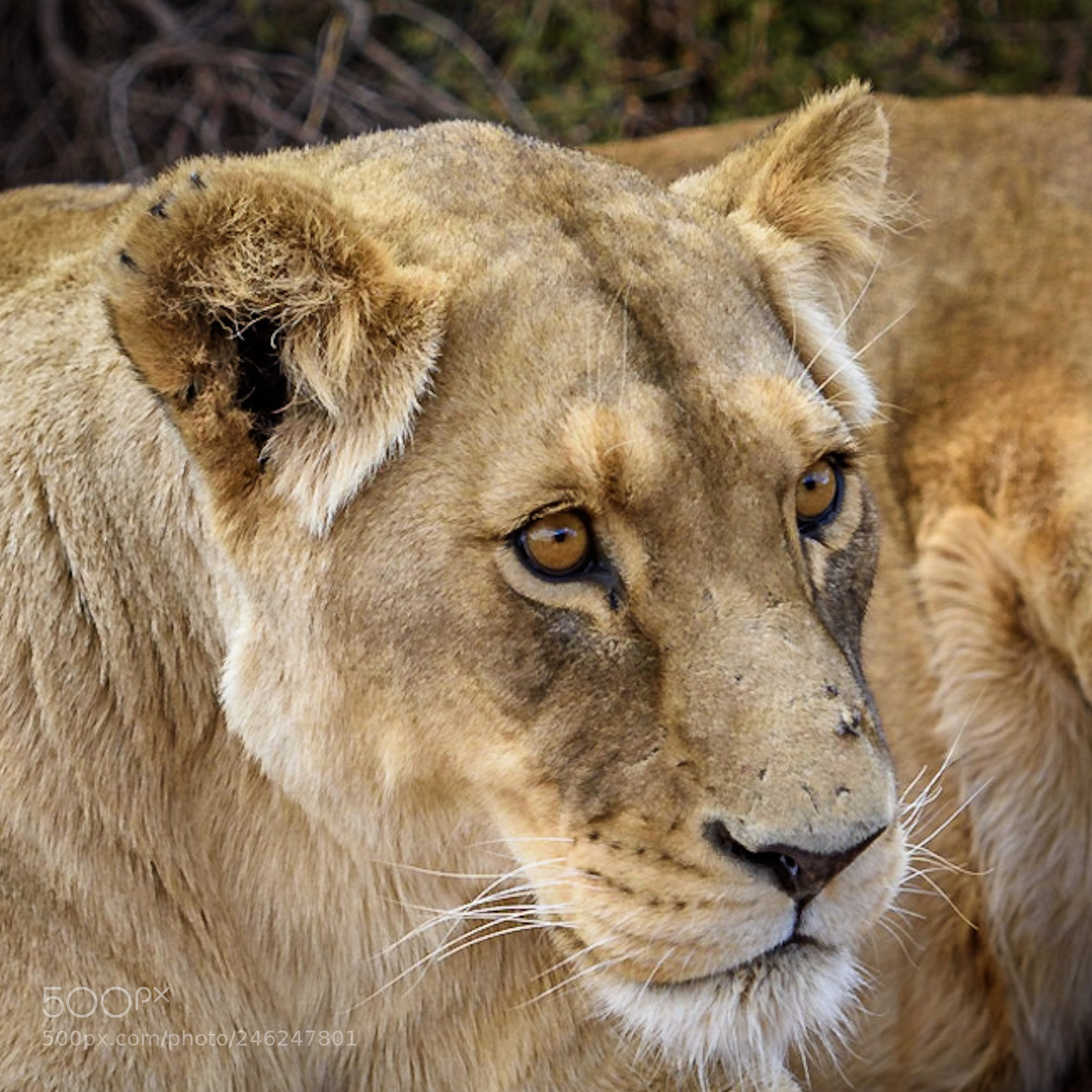 Nikon D810 sample photo. In love with southafrica photography