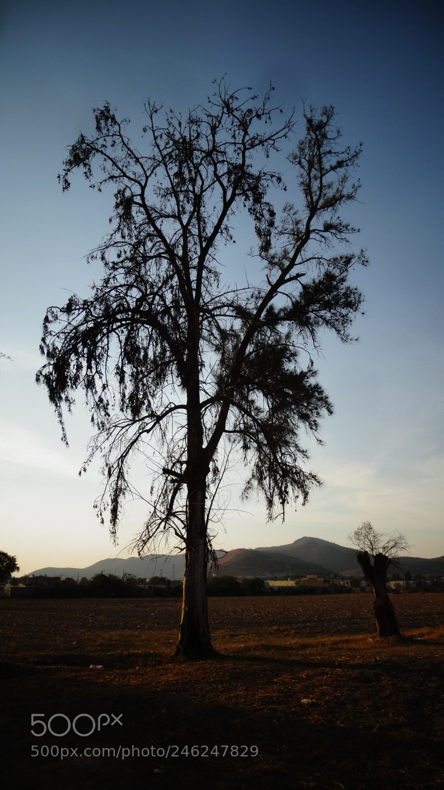 Sony Cyber-shot DSC-HX20V sample photo. Old tree photography