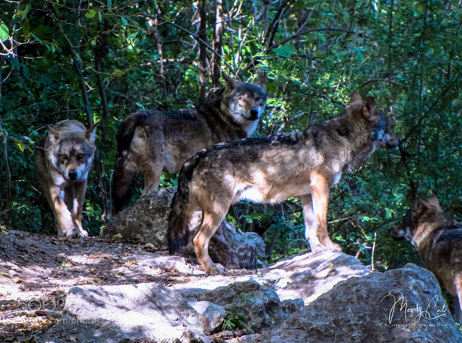 Canon PowerShot SX20 IS sample photo. Gray wolves photography