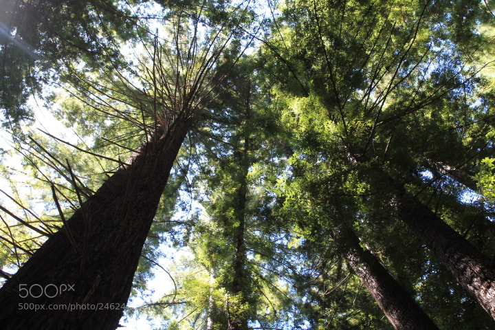 Canon EOS 1100D (EOS Rebel T3 / EOS Kiss X50) sample photo. The towering redwoods photography
