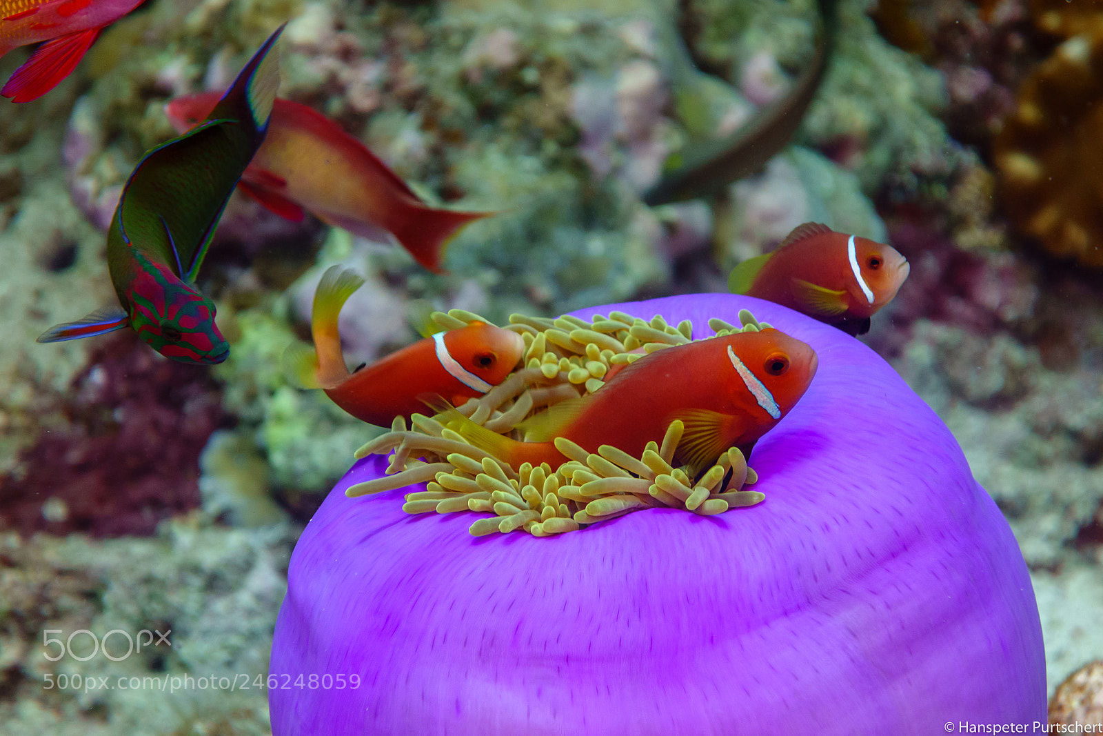 Sony Cyber-shot DSC-RX100 sample photo. Maledive anemonefish fish familiy photography