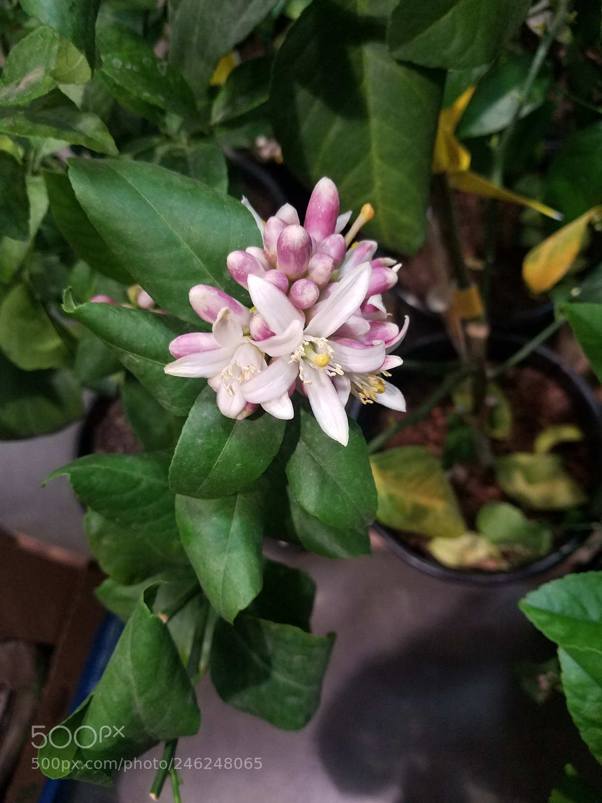 Samsung Galaxy S7 sample photo. Flower photography