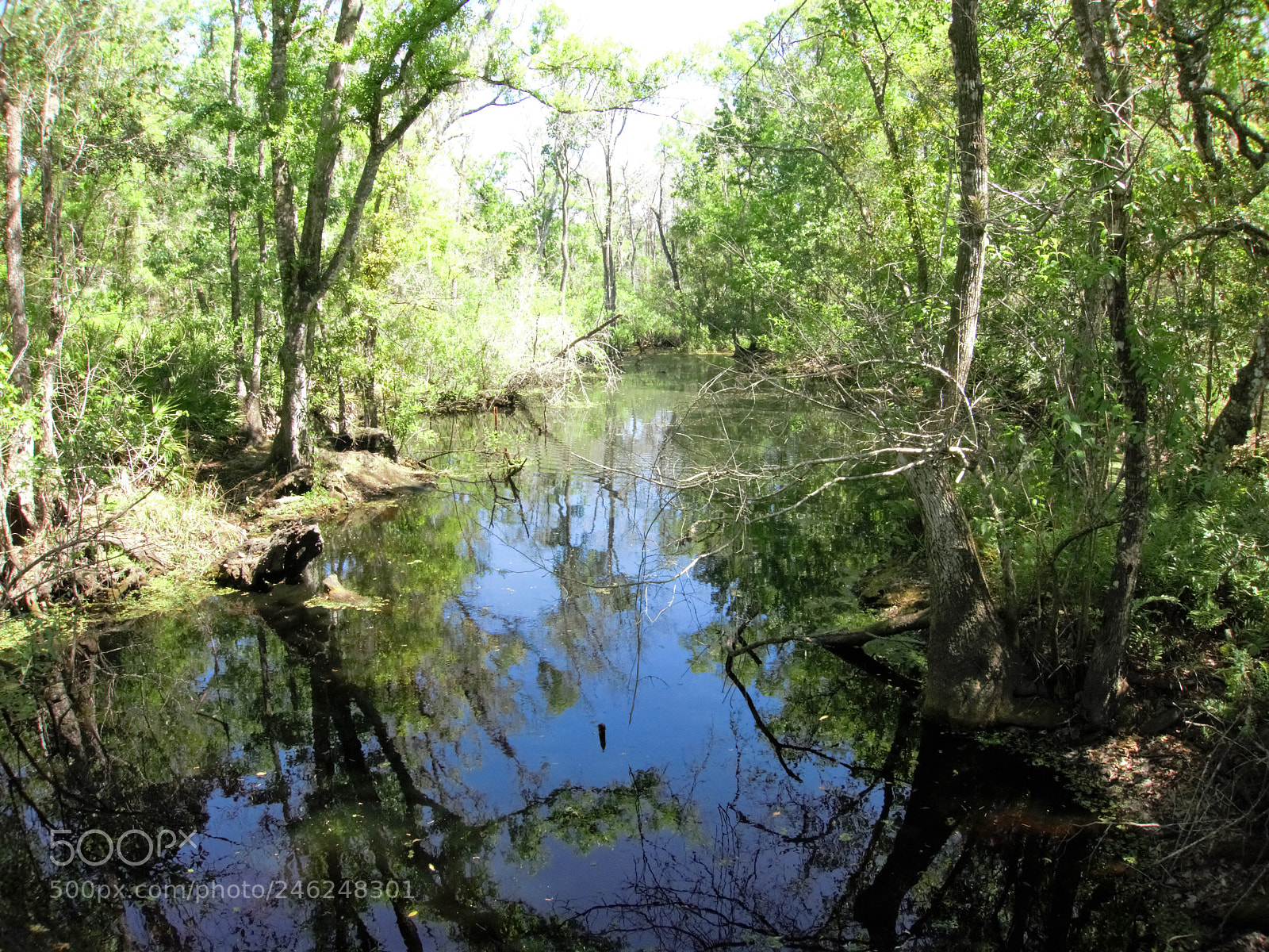 Canon PowerShot S110 sample photo. River in florida photography