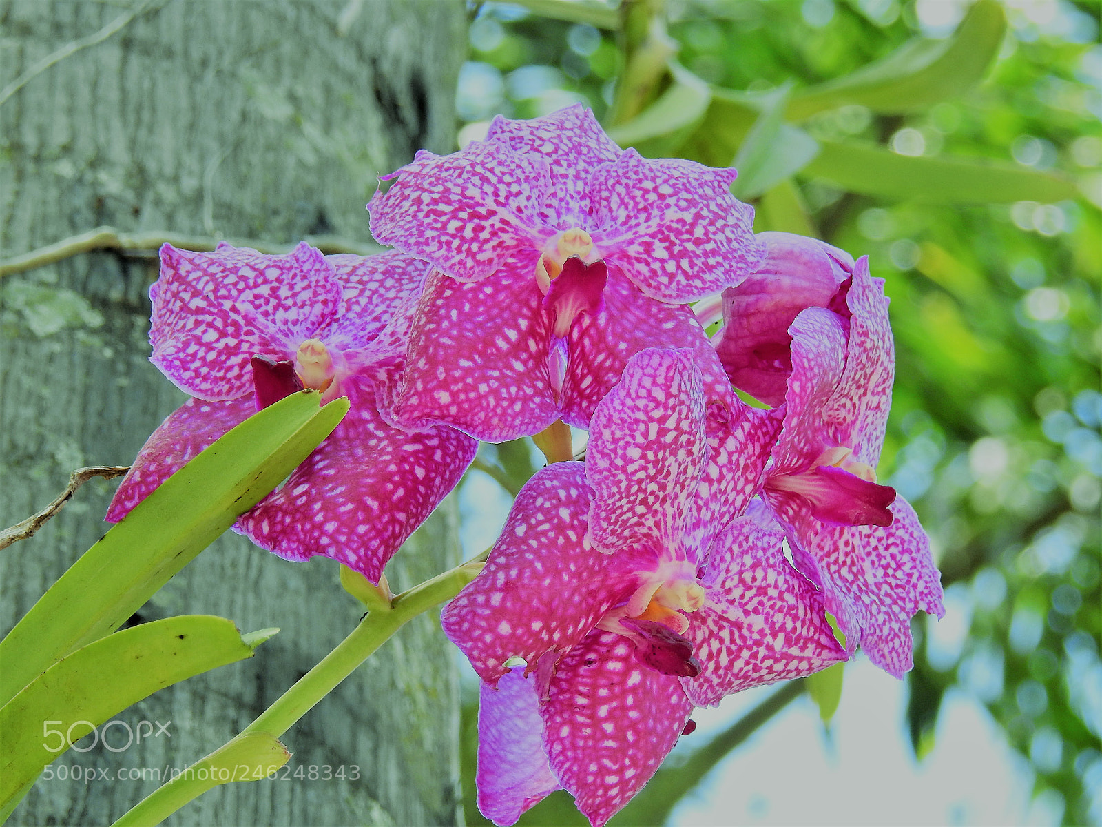 Nikon Coolpix P900 sample photo. 11. photography