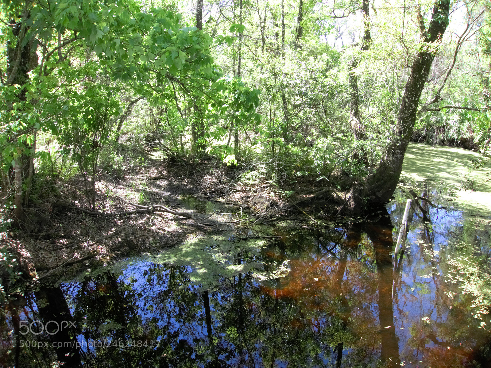 Canon PowerShot S110 sample photo. Florida woods photography