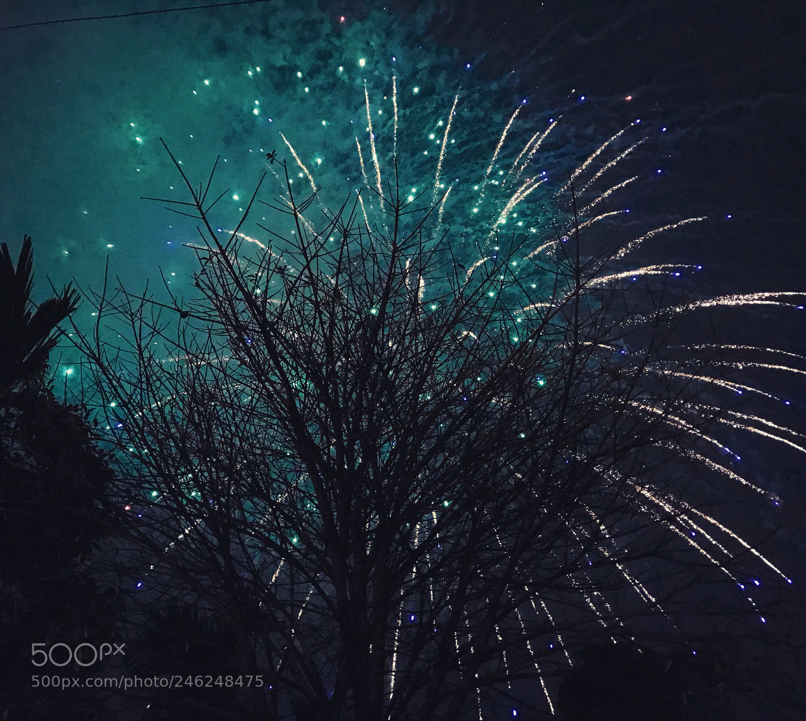 Apple iPhone 7 Plus sample photo. New year m u photography