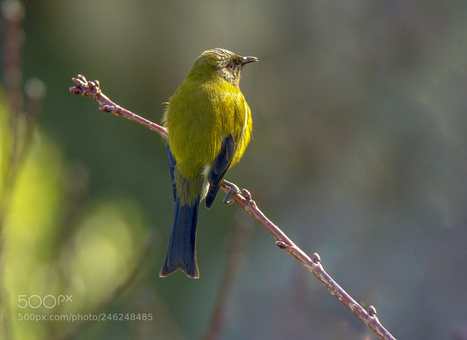 Canon EOS 7D sample photo. New zealand native bellbird photography