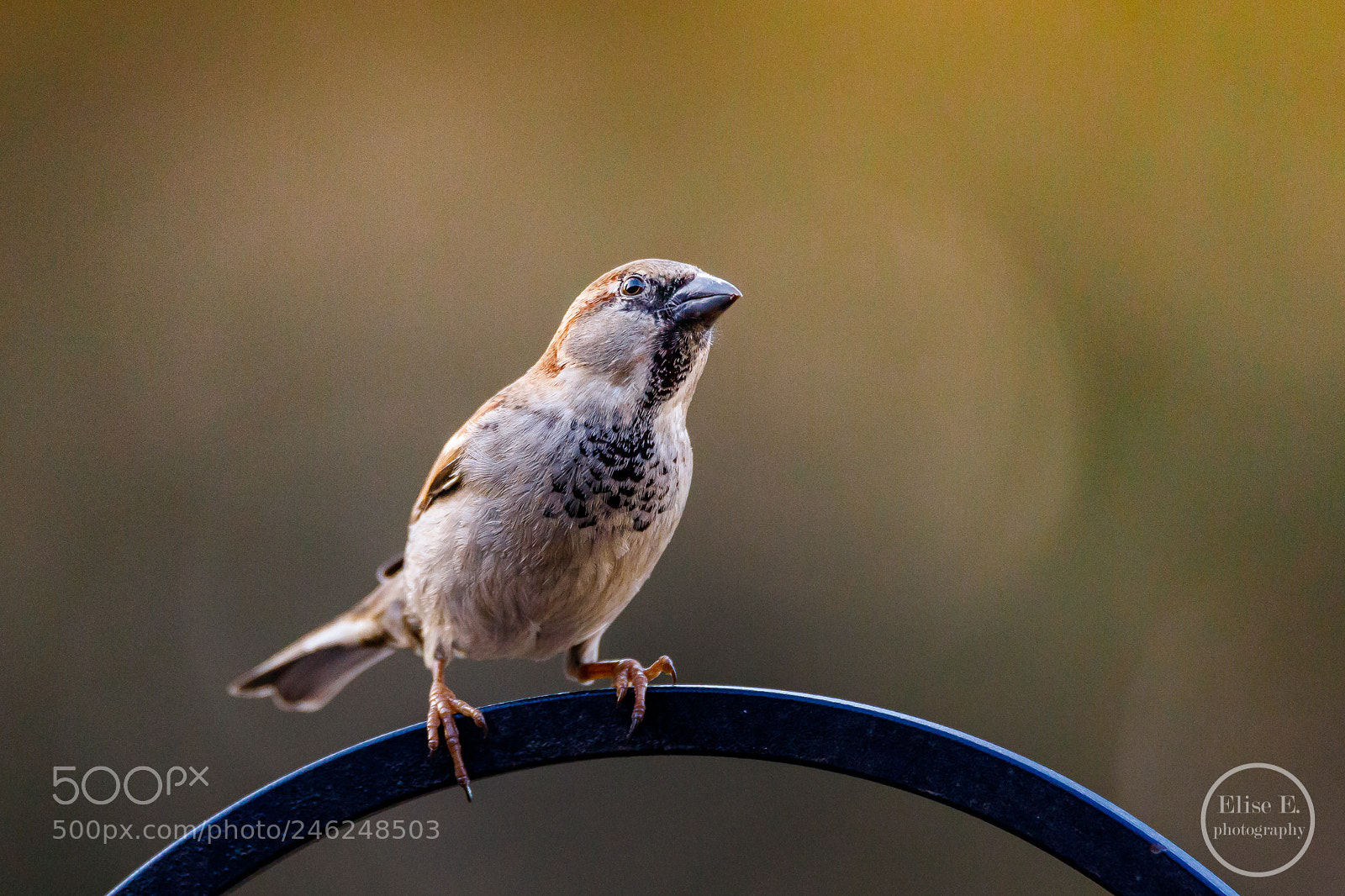 Canon EOS 6D Mark II sample photo. House sparrow photography