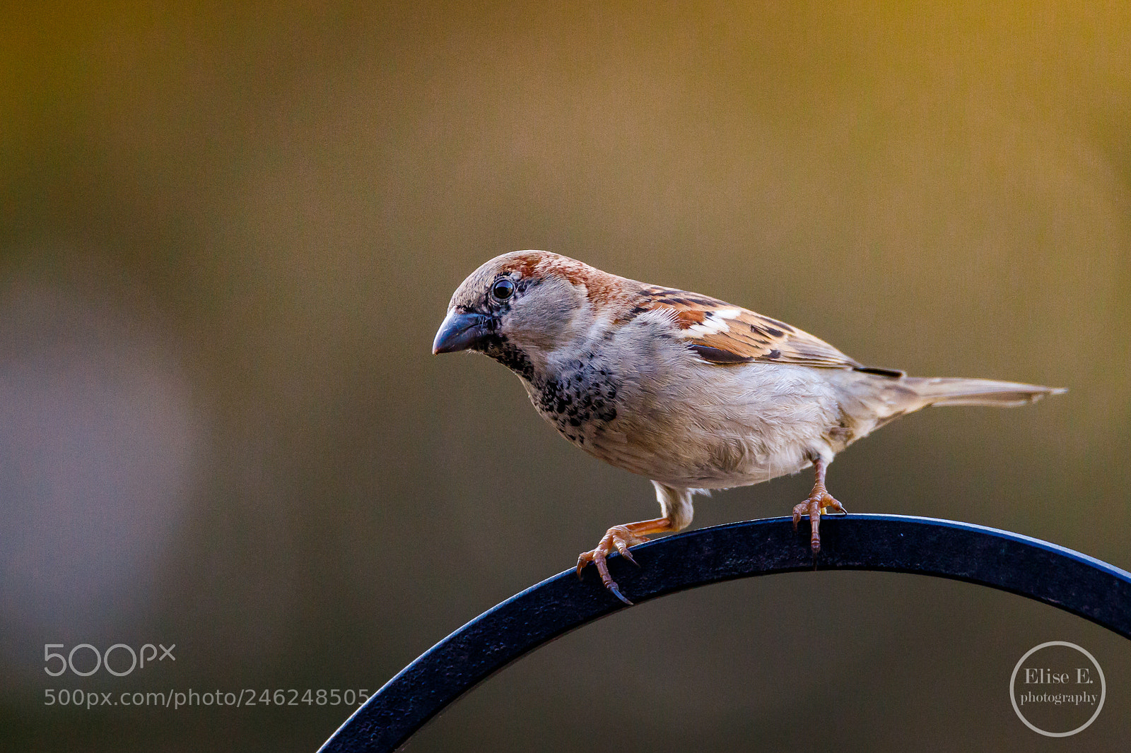 Canon EOS 6D Mark II sample photo. House sparrow photography
