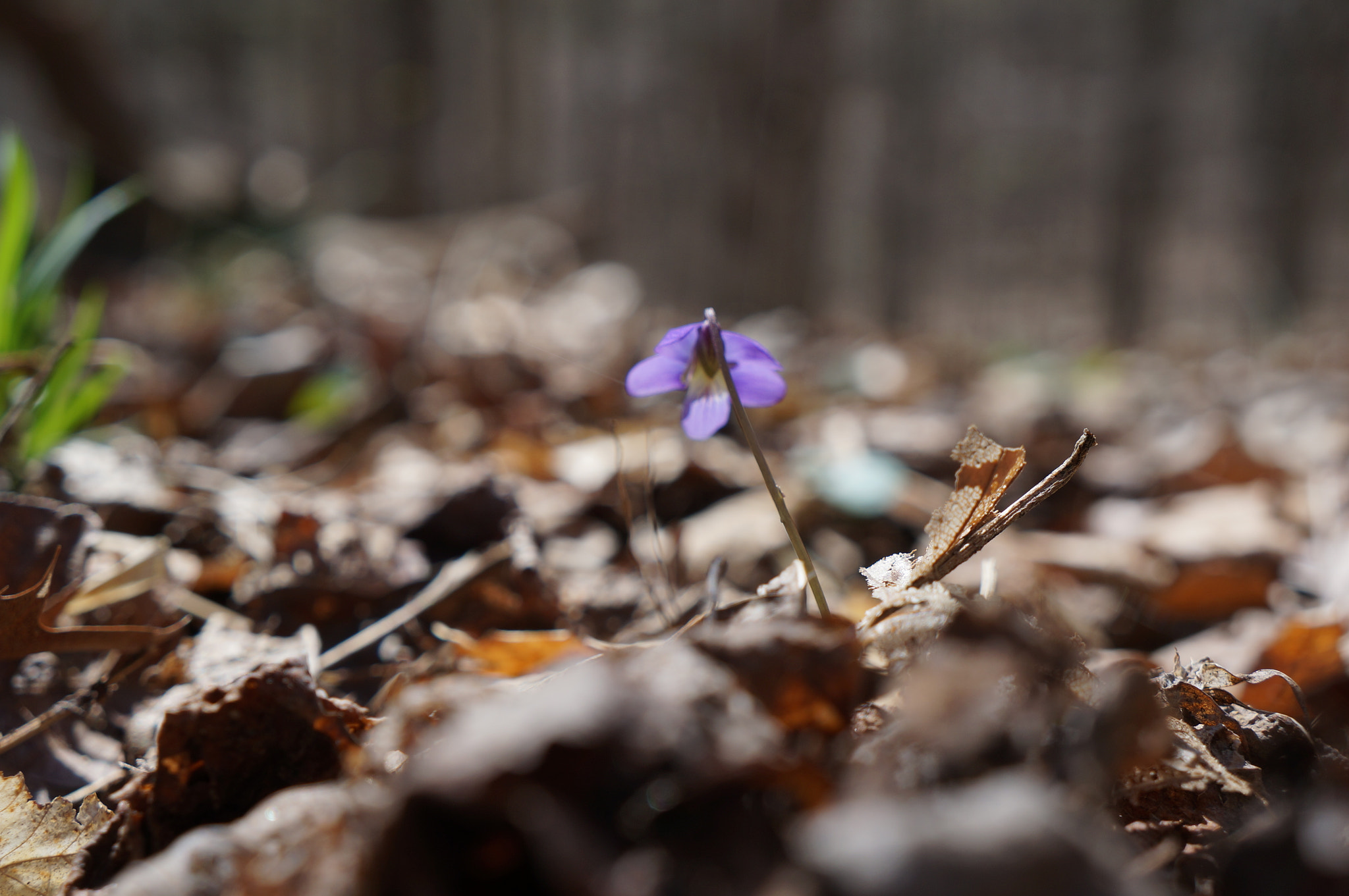 Sony E 18-55mm F3.5-5.6 OSS sample photo. Great falls photography