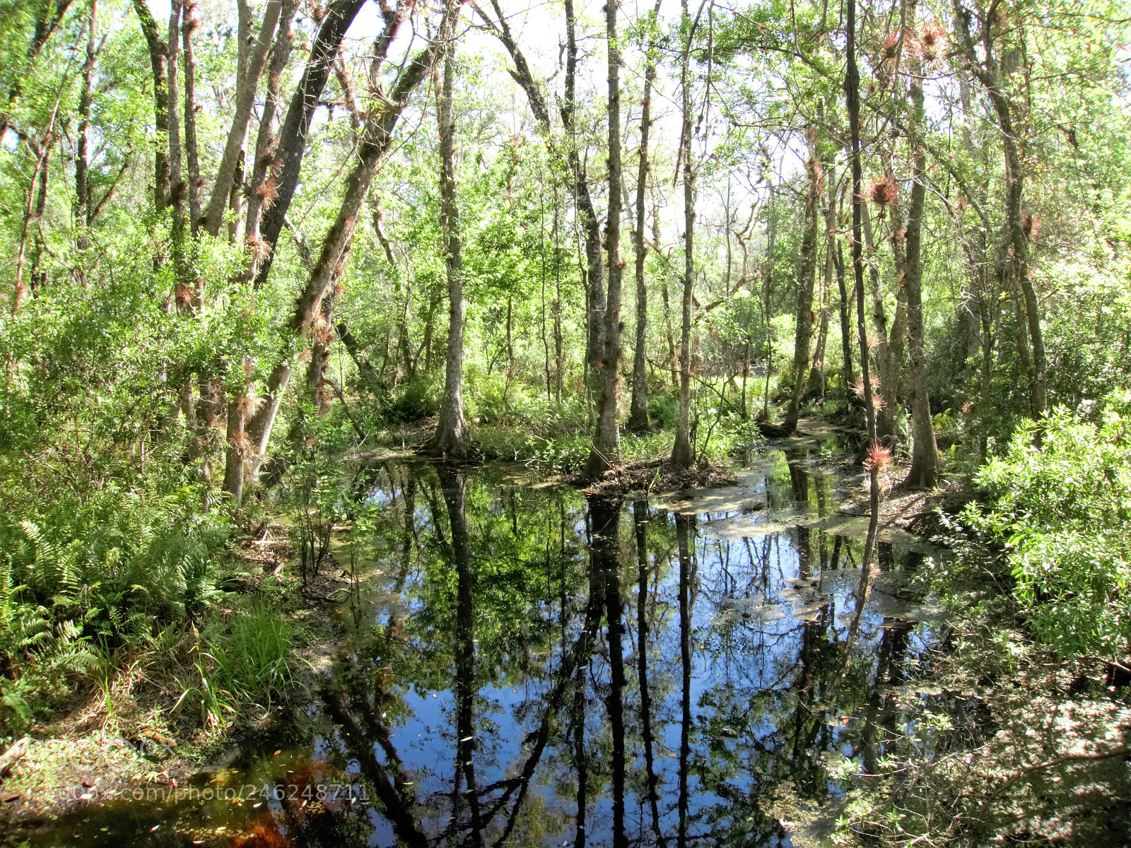 Canon PowerShot S110 sample photo. River in the woods photography
