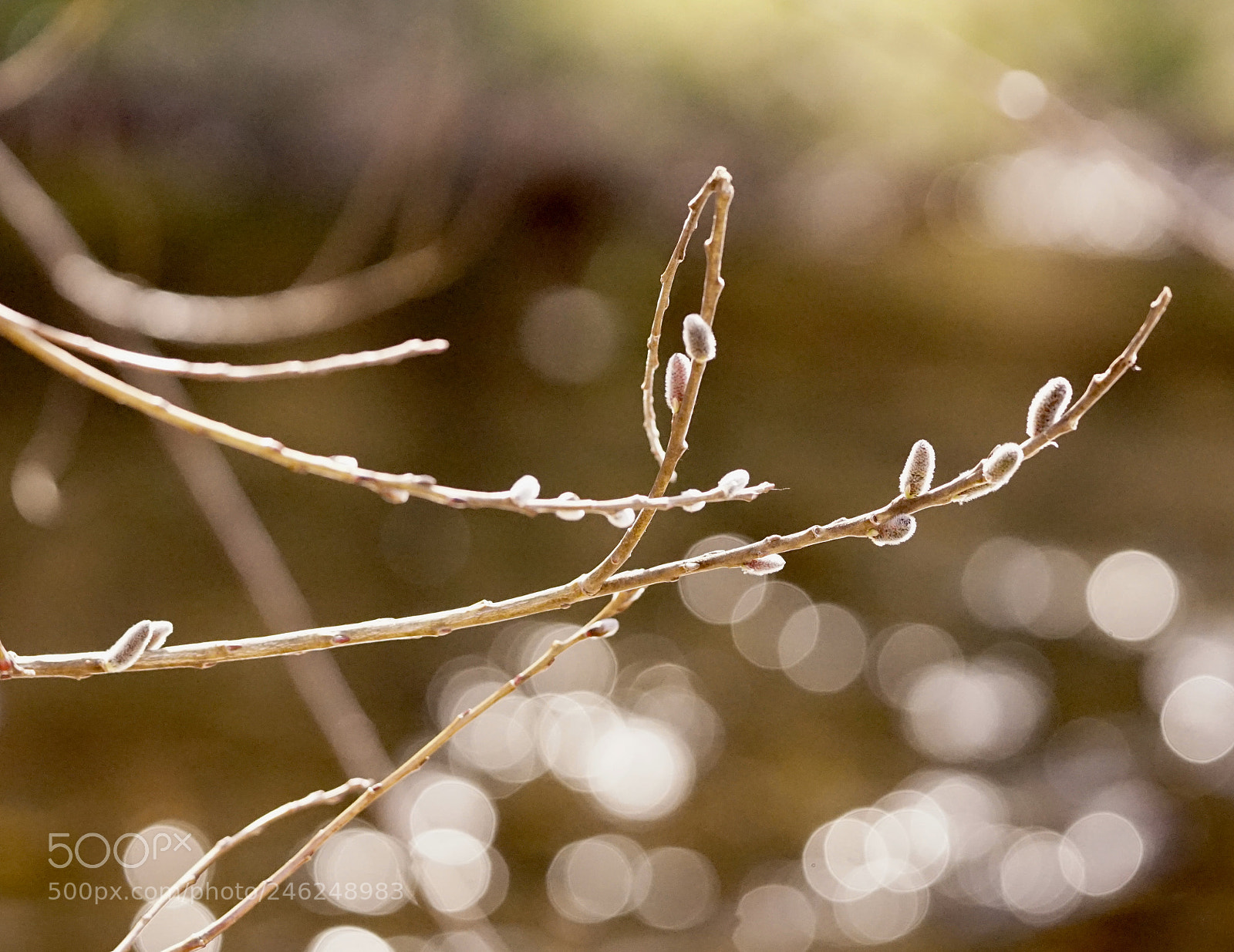 Sony a7 II sample photo. A sign of spring. photography