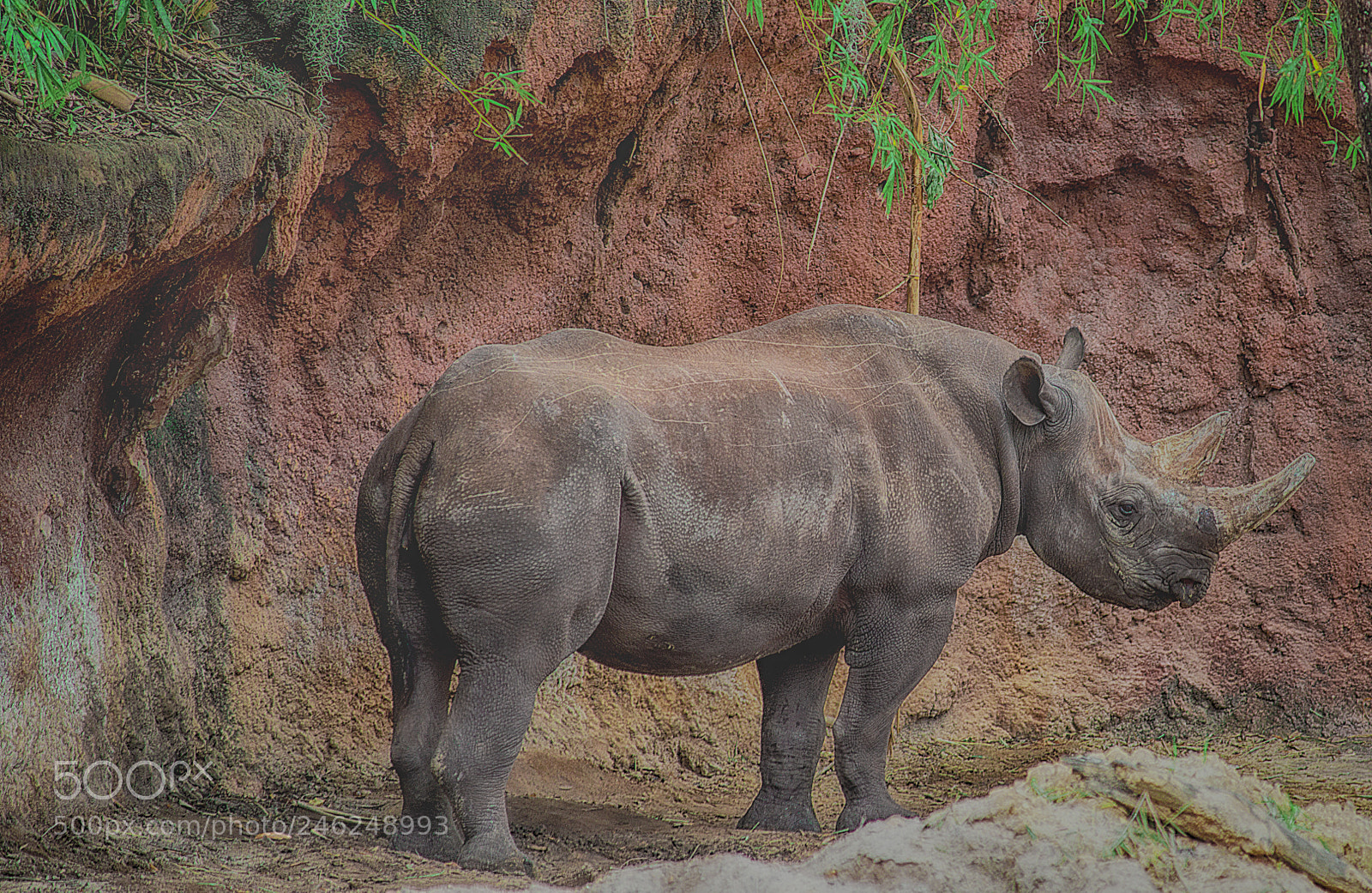 Sony SLT-A99V sample photo. Black rhino photography