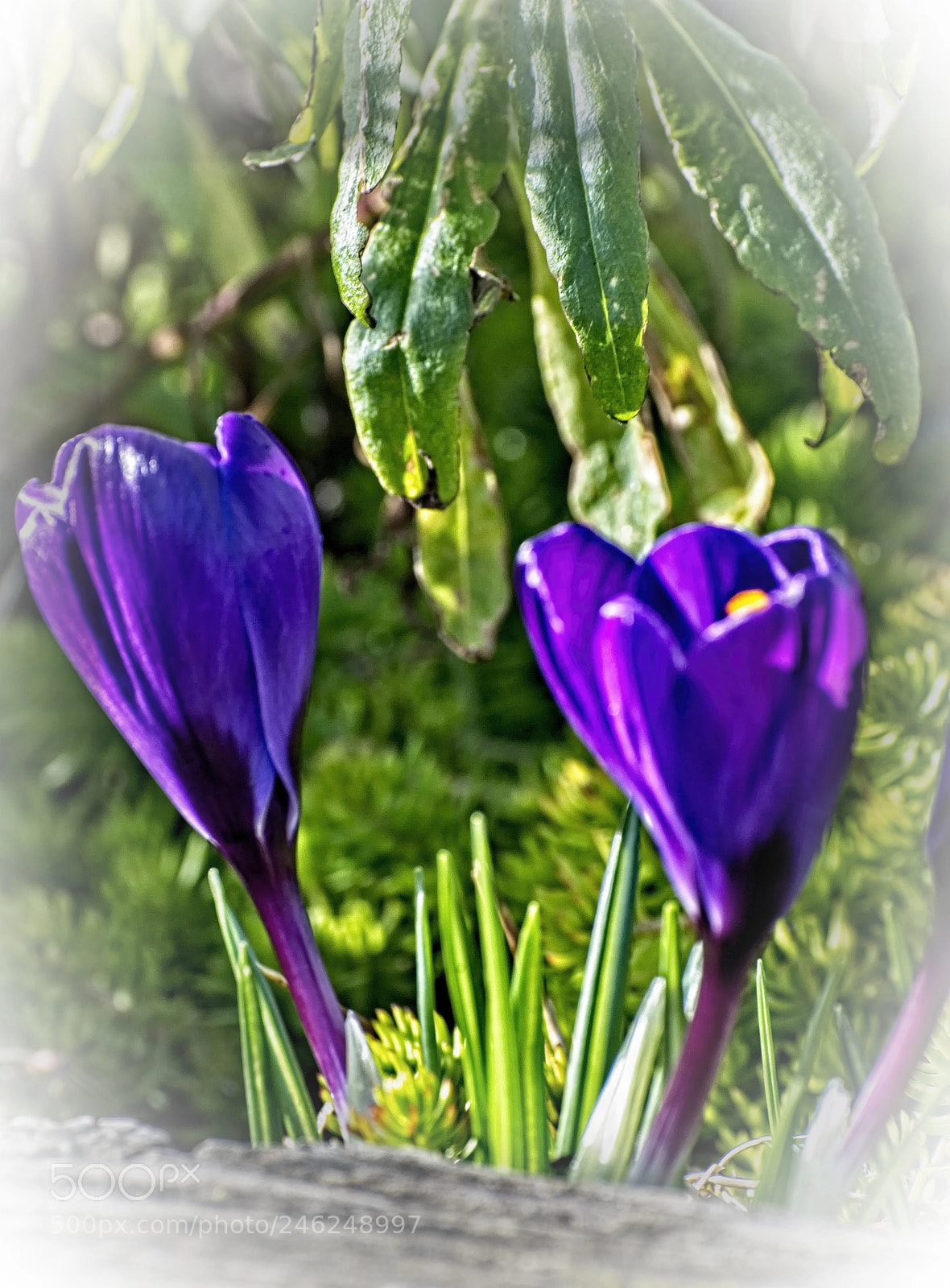 Nikon D60 sample photo. Spring color photography
