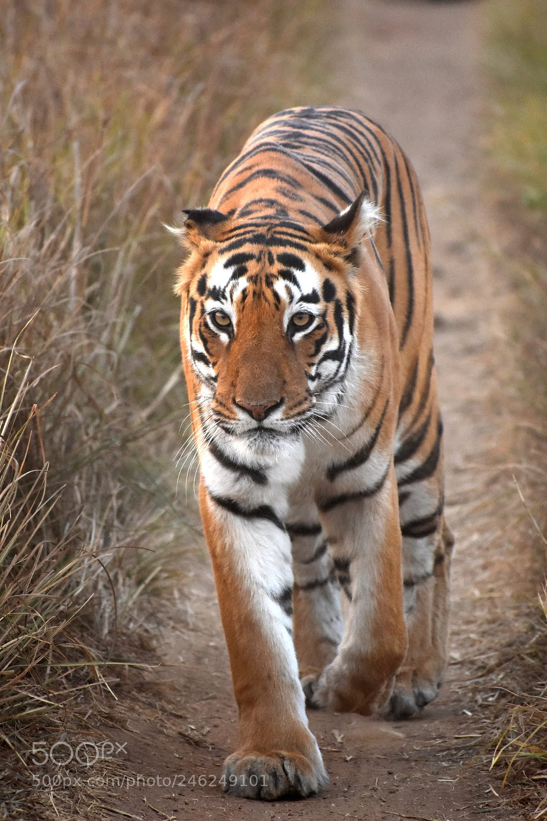 Nikon D7200 sample photo. Wild beauty photography