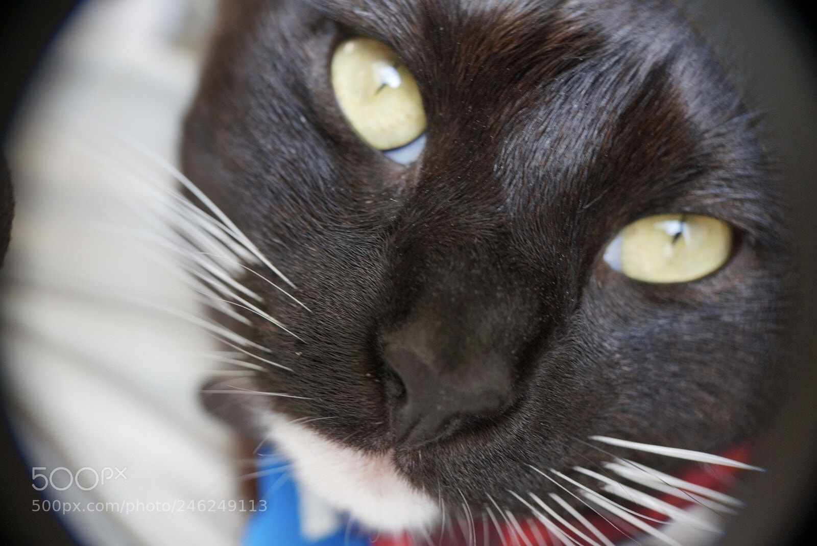 Sony Alpha NEX-5R sample photo. Concha photography
