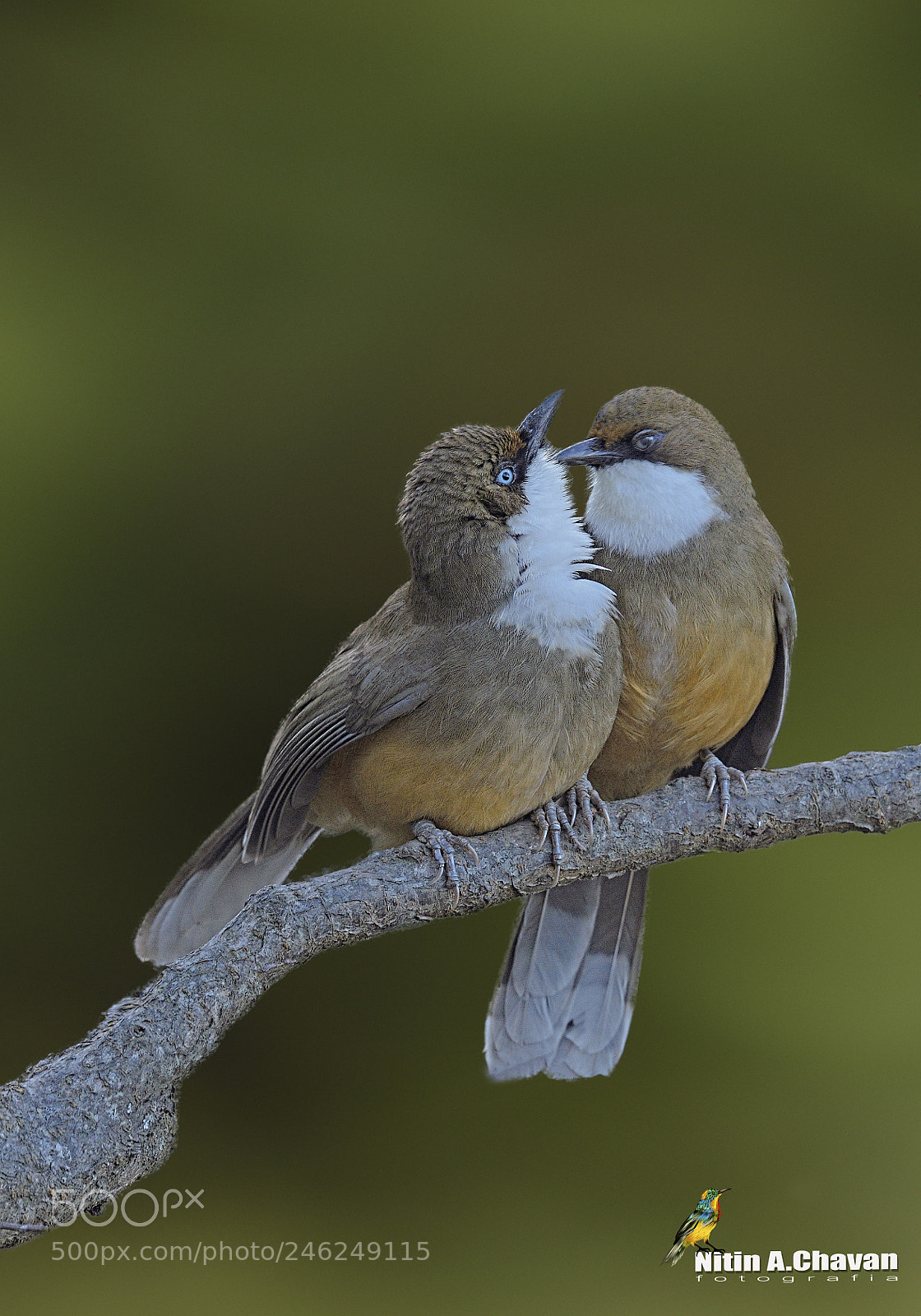 Nikon D810 sample photo. White throated laughingthrush photography