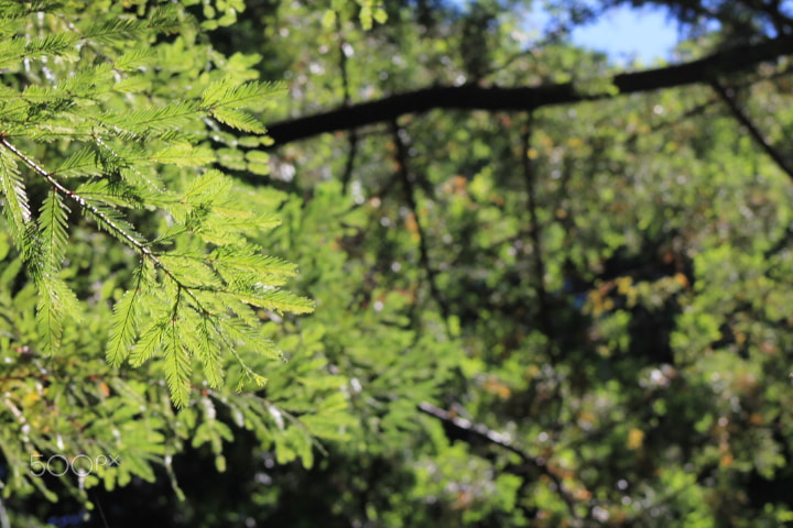 Canon EOS 1100D (EOS Rebel T3 / EOS Kiss X50) + EF75-300mm f/4-5.6 sample photo. The majesty and serenity of the california redwood photography