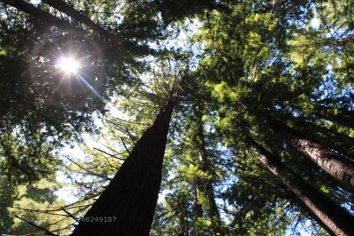 Canon EOS 1100D (EOS Rebel T3 / EOS Kiss X50) sample photo. The majesty and serenity photography