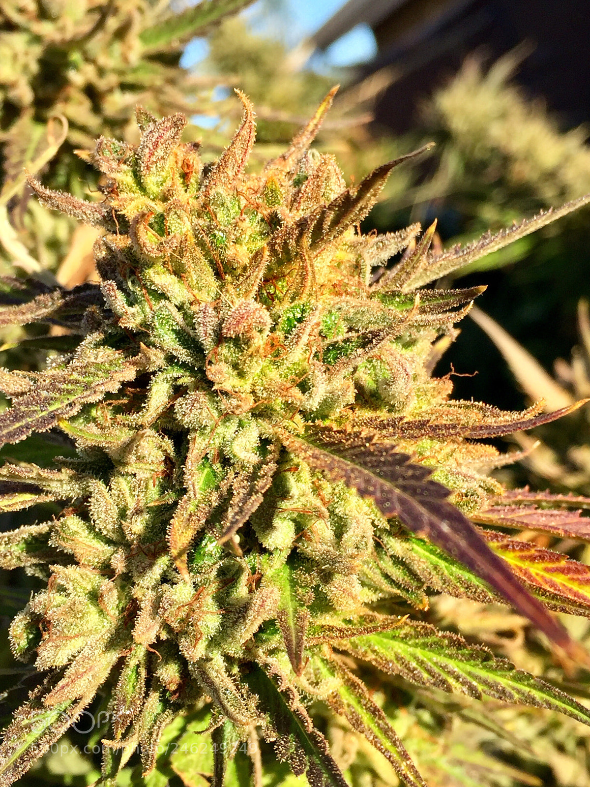 Apple iPhone 6 sample photo. Banana spilt photography
