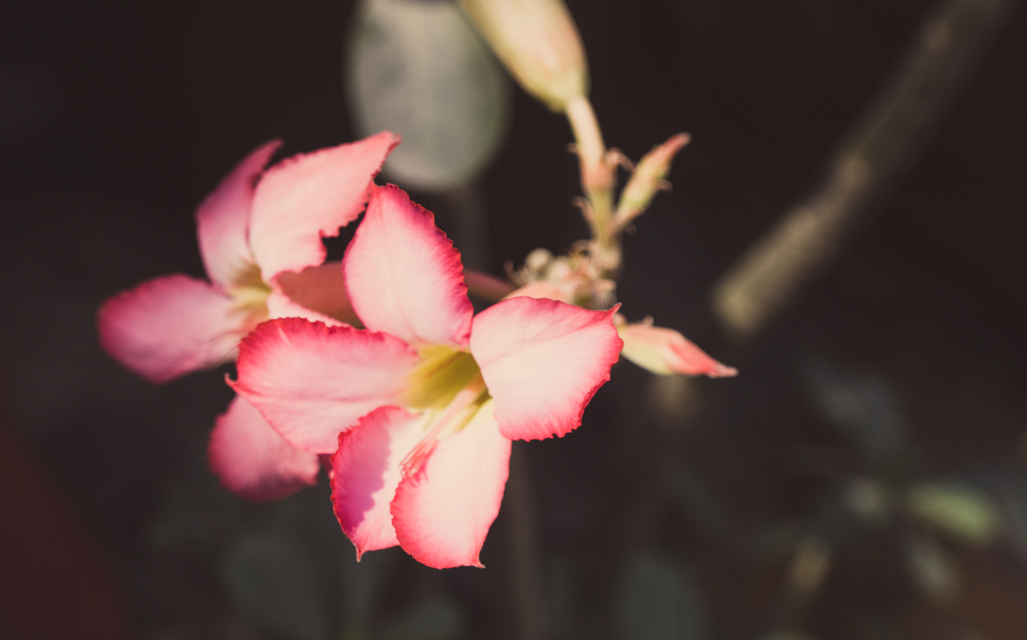 YI TECHNOLOGY M1 sample photo. Chinese sagar flower photography