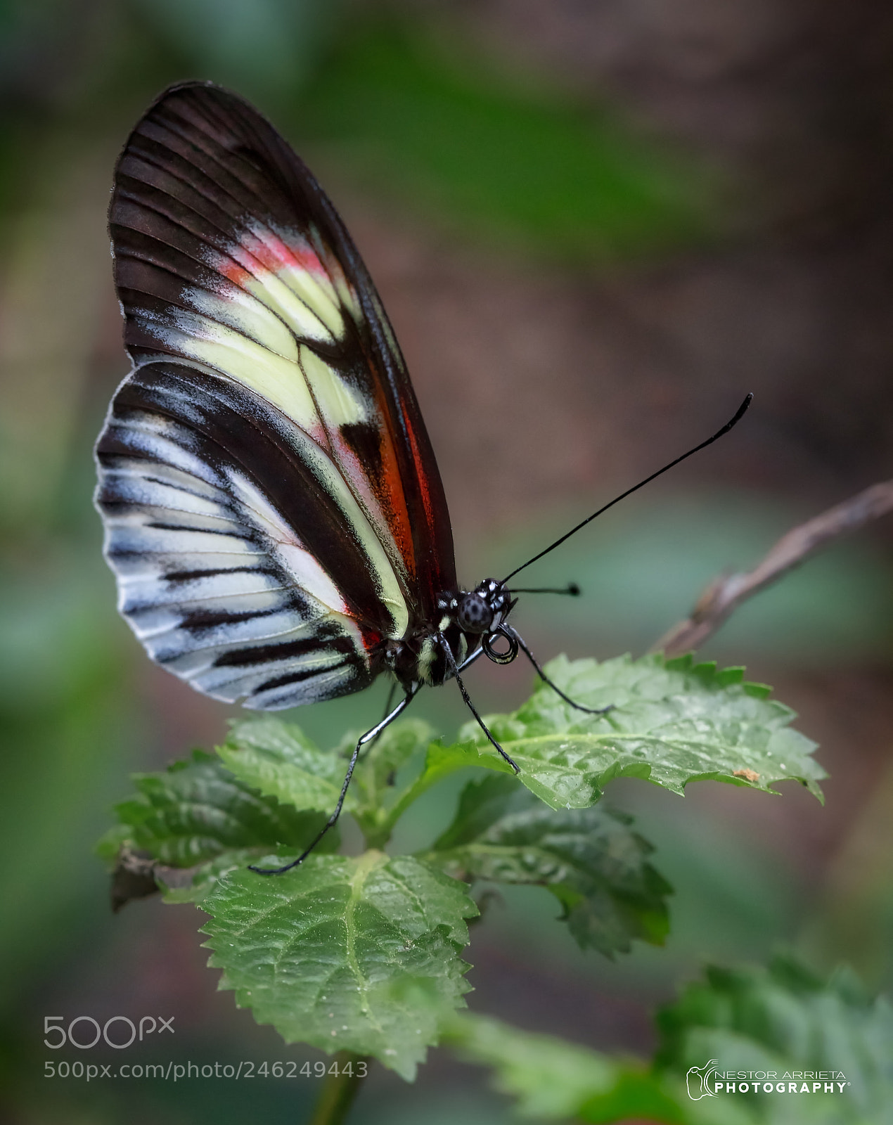 Canon EOS 5DS R sample photo. Piano keysd photography