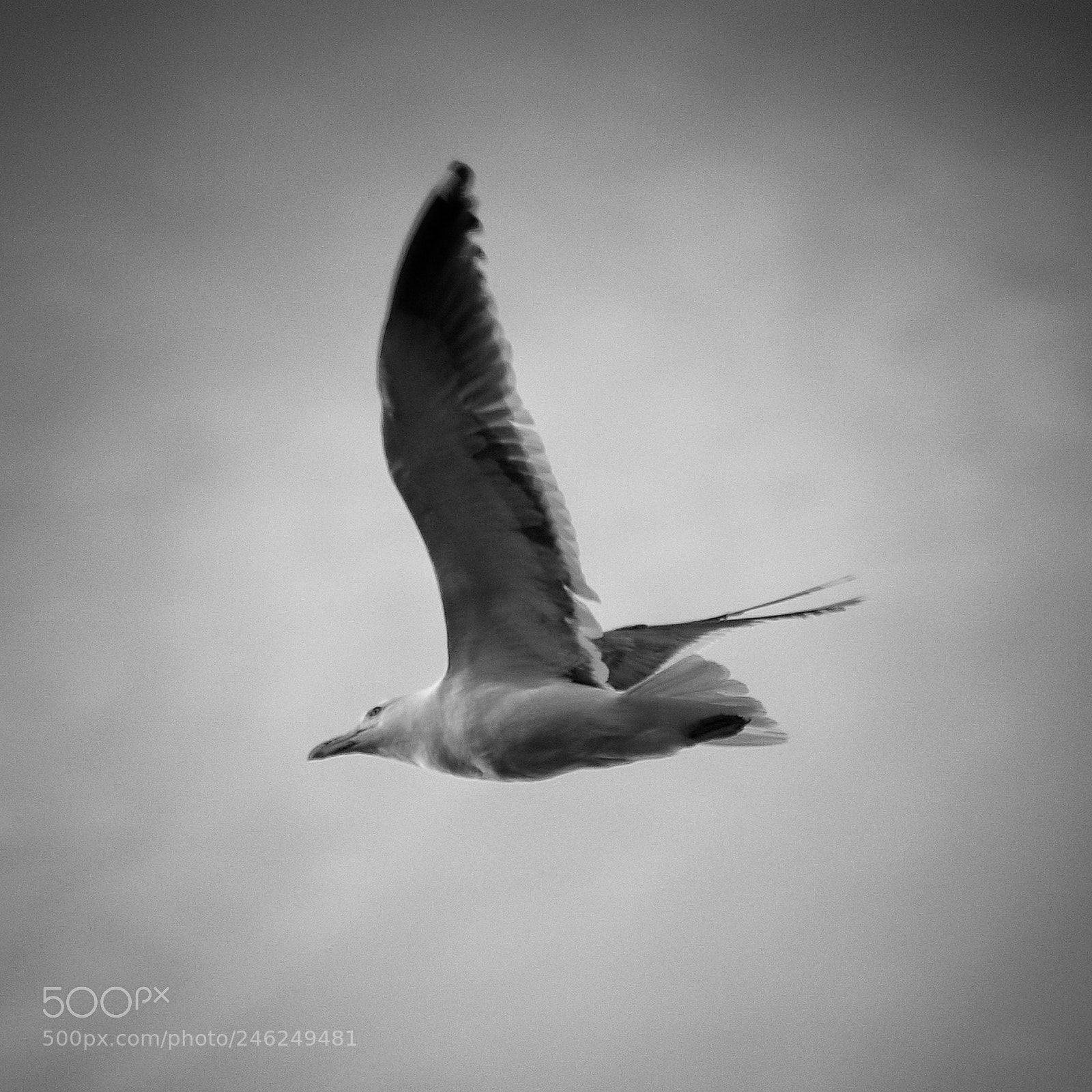 Pentax K10D sample photo. Seagull photography