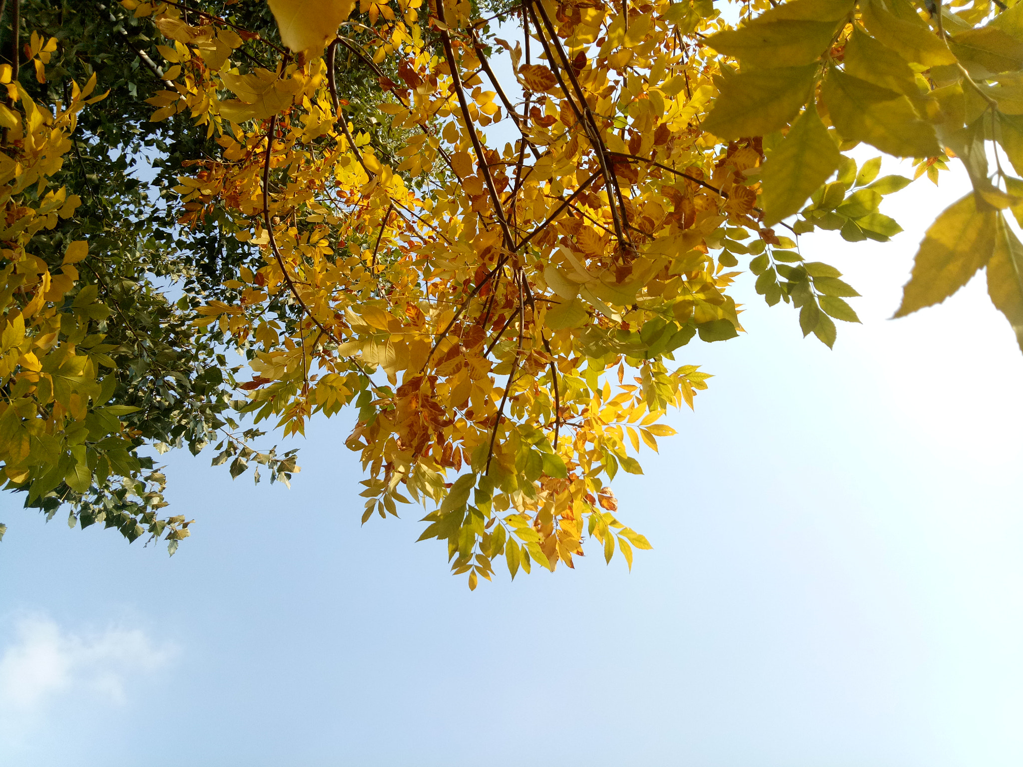 OPPO A59S sample photo. Yellow tree in the autumn photography