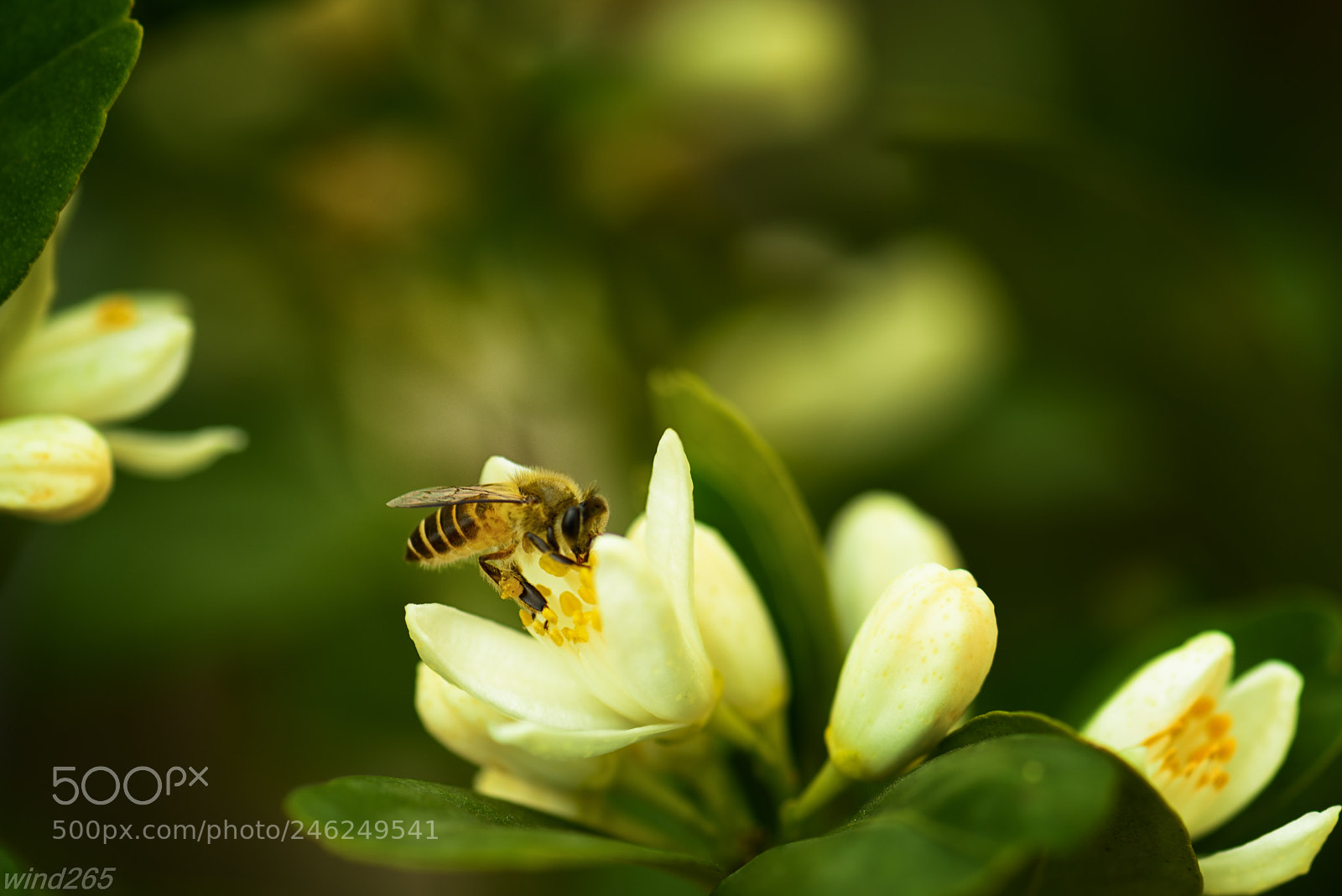 Nikon D810 sample photo. Edit edit photography