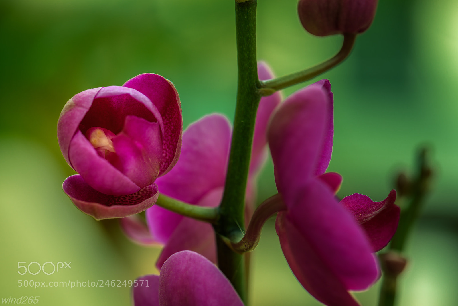 Nikon D810 sample photo. Edit photography