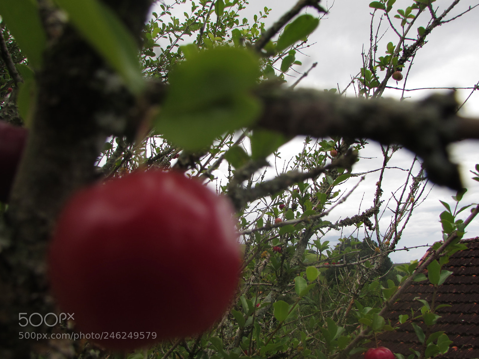 Canon PowerShot SX510 HS sample photo. Acerola photography