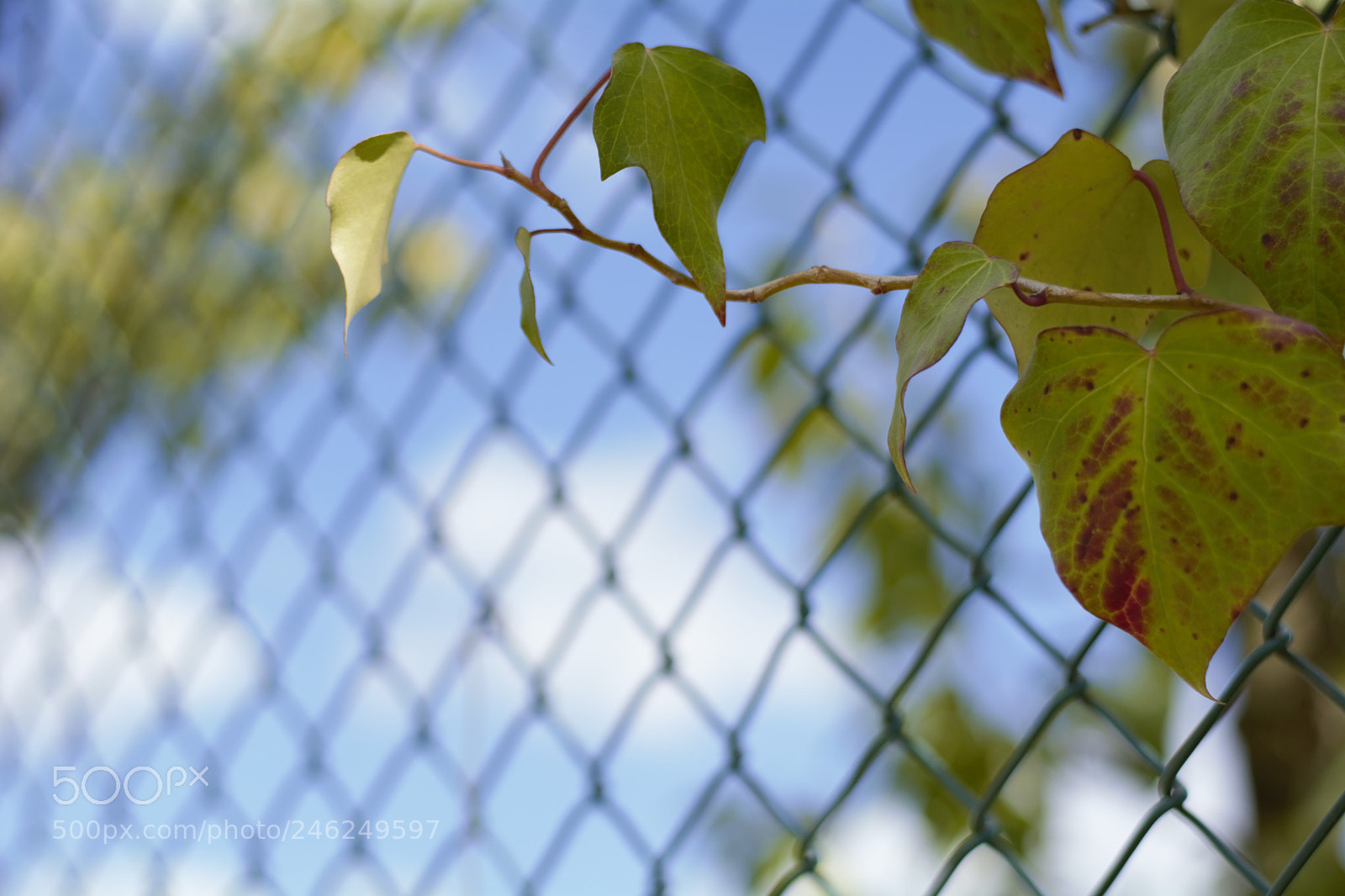 Nikon D5200 sample photo. Outside photography