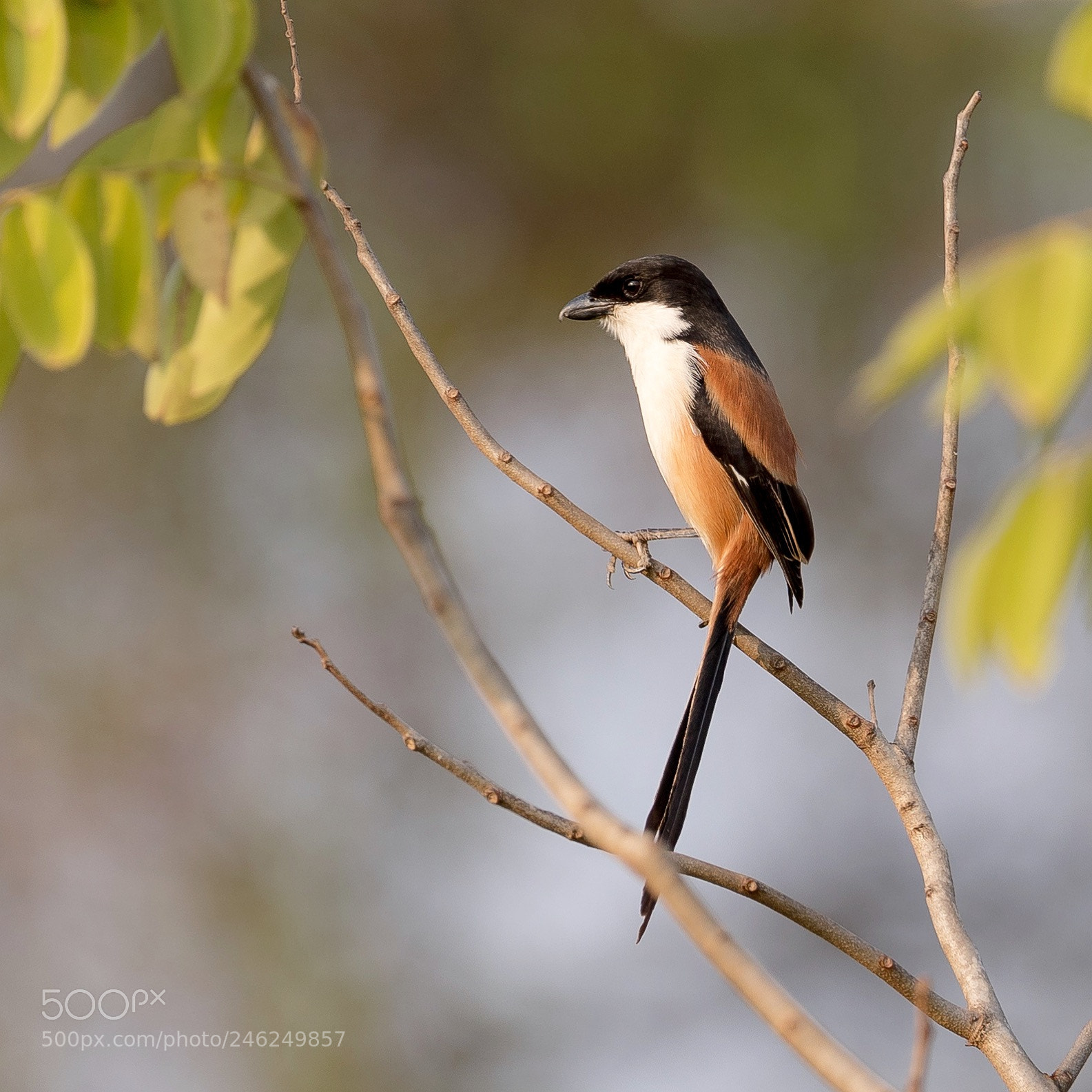 Canon EOS-1D X Mark II sample photo. Long tailed shrike. photography