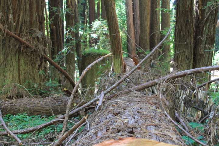 Canon EOS 1100D (EOS Rebel T3 / EOS Kiss X50) sample photo. A fallen giant photography