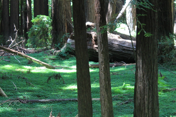 Canon EOS 1100D (EOS Rebel T3 / EOS Kiss X50) sample photo. The lush undergrowth photography