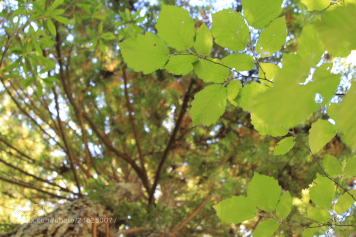 Canon EOS 1100D (EOS Rebel T3 / EOS Kiss X50) sample photo. Underbrush photography