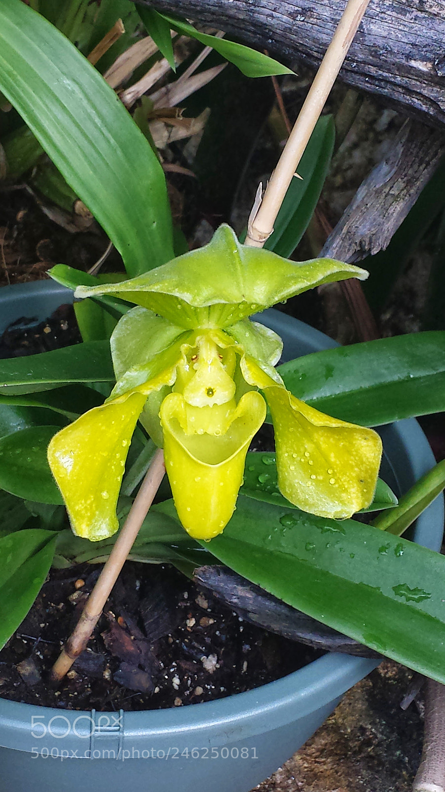 Samsung Galaxy S4 sample photo. Beauty photography