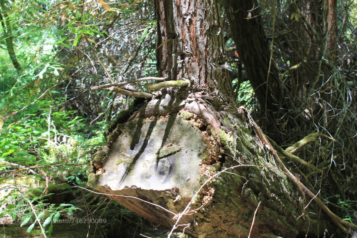 Canon EOS 1100D (EOS Rebel T3 / EOS Kiss X50) sample photo. Redwood forest in humboldt photography